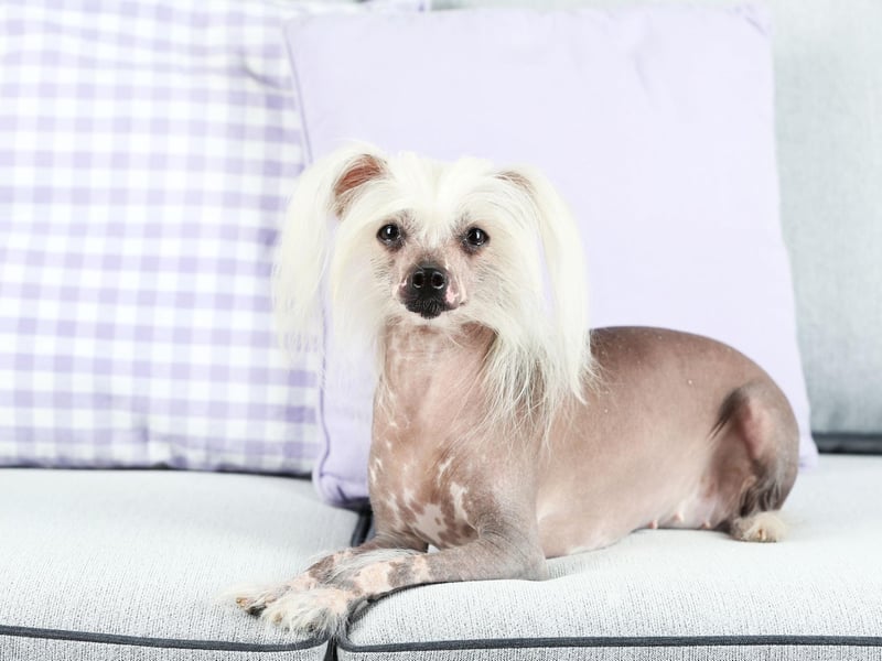 One way to avoid dog hair is to get a pet that doesn't have any! That's the case with the Hairless Chinese Crested Dog, who are also known for their playful and affectionate nature.