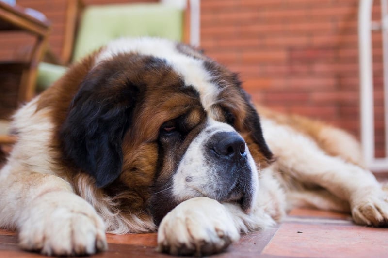The enormous Saint Bernard can tip the scales at up to 180 pounds, so it's pretty obvious that they're not suited to living in close confines. As well as needing space to stretch out in, this dog's thick fur can get quite smelly - a particular problem when it's impossible to espape the doggy odour.