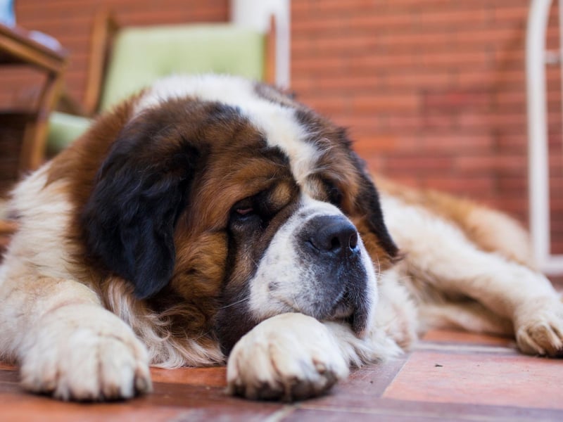 The enormous Saint Bernard can tip the scales at up to 180 pounds, so it's pretty obvious that they're not suited to living in close confines. As well as needing space to stretch out in, this dog's thick fur can get quite smelly - a particular problem when it's impossible to espape the doggy odour.