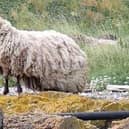 The sheep, now bogged down by a heavy fleece, is thought to have been stranded for two years. Picture: Peter Jolly/Northpix