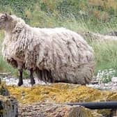 The sheep, now bogged down by a heavy fleece, is thought to have been stranded for two years. Picture: Peter Jolly/Northpix