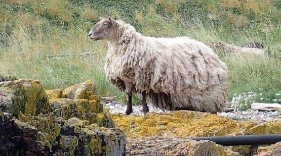 The sheep, now bogged down by a heavy fleece, is thought to have been stranded for two years. Picture: Peter Jolly/Northpix