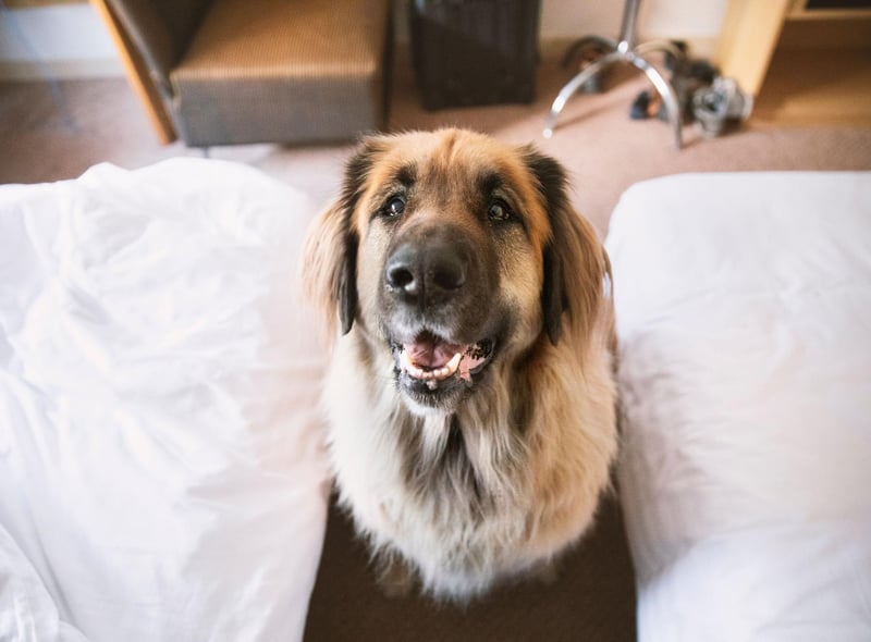 Leonbergers, large shaggy dogs with a gentle nature, make great pets but are less than ideal to nap with and are third on the list.