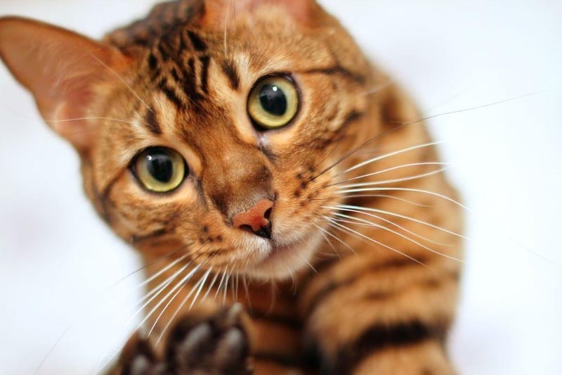The friendly and composed Bengal cat breed is the most popular in the United Kingdom due its kind nature and strong ability to bond with everyone in the household.
