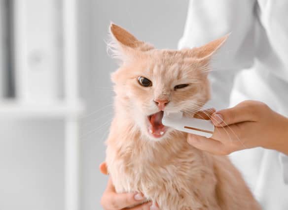 Here are 10 of the most healthy cat breeds in 2024. Credit: Getty Images/Canva Pro
