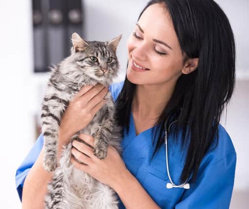 Here are 10 of the most healthy cat breeds in 2023. Credit: Getty Images/Canva Pro