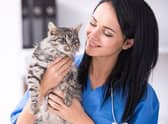 Here are 10 of the most healthy cat breeds in 2023. Credit: Getty Images/Canva Pro