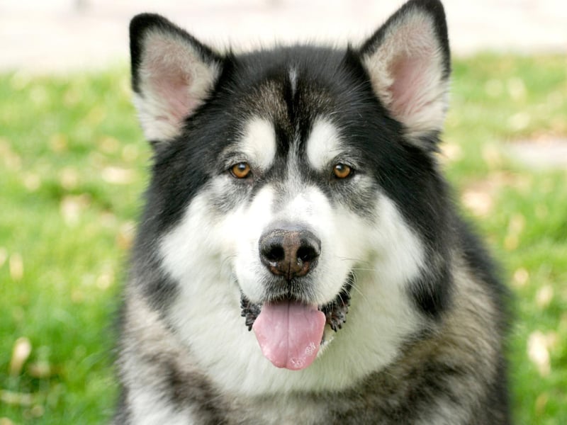 Bred to pull sleds huge distances over frozen tundra, the Alaskan Malamute has a strong work ethic and independent spirit that's not conducive to snuggling up on the sofa for an evening watching television.