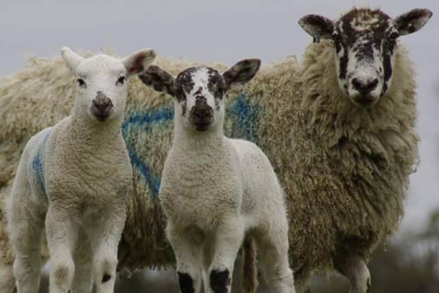 The free service os operated by the Sustainable Control of Parasites in Sheep (SCOPS) initiative.