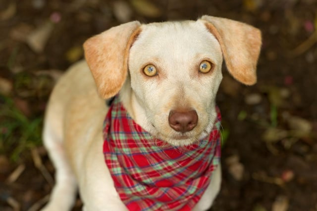 Aries dogs are feisty little firecrackers. Bursting with energy and always excited to see you, they’re the kind of dogs who can run for miles and miles, but love nothing more than relaxing in front of a cosy fire too. Aries pups have vibrant personalities and are great companions for likeminded, active humans.
Compatible human: Aquarius (and other air signs).