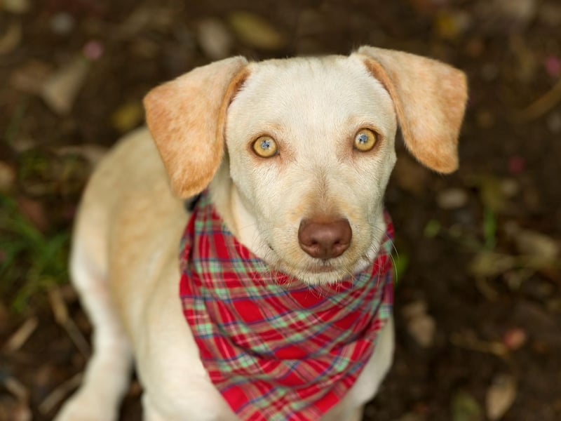 Aries dogs are feisty little firecrackers. Bursting with energy and always excited to see you, they’re the kind of dogs who can run for miles and miles, but love nothing more than relaxing in front of a cosy fire too. Aries pups have vibrant personalities and are great companions for likeminded, active humans.Compatible human: Aquarius (and other air signs).