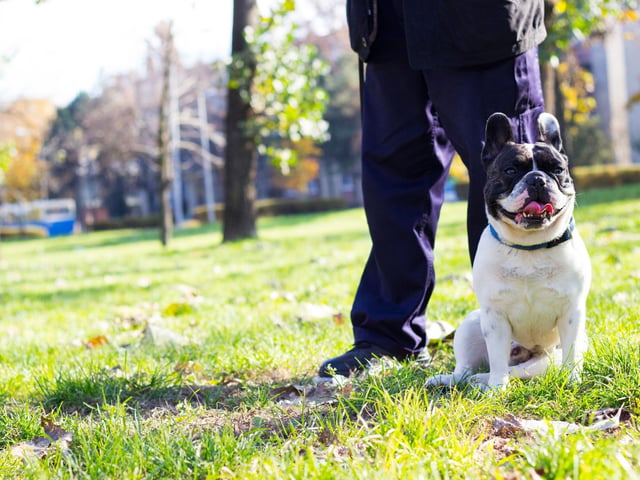 Avoid routine and the same time and places of walks - this makes it harder for dog kidnapping gangs to track you and work out when to intercept and steal your dog.