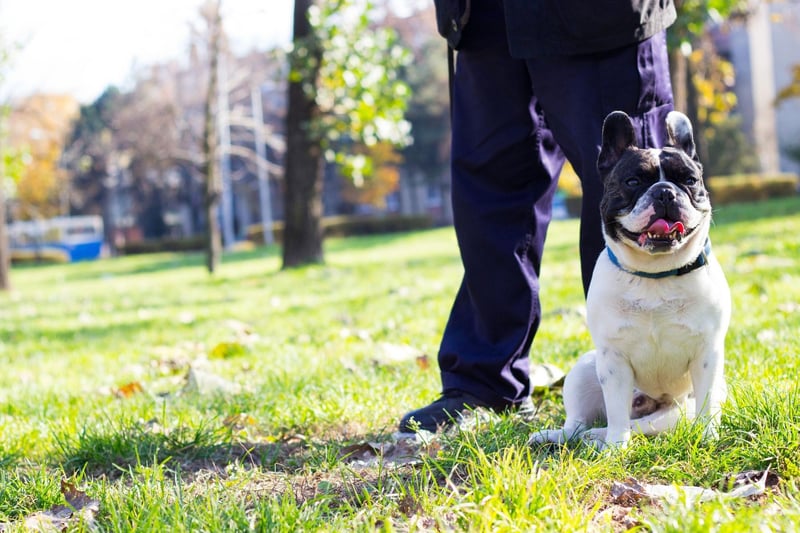 Avoid routine and the same time and places of walks - this makes it harder for dog kidnapping gangs to track you and work out when to intercept and steal your dog.