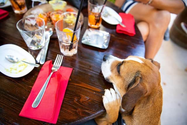 Dogs that beg are not always the best pub buddies.