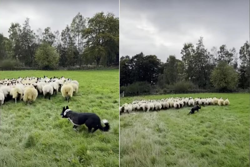 After this border collie went missing in July his owner, Anna MacKinnon, was sick with worry and didn’t find him until 8 days later when it was discovered his leg had sustained nerve damage and needed to be amputated. Despite this, this hardworking pup is still living his best life at the farm. His name? Boss (because he gets it done like a boss!)