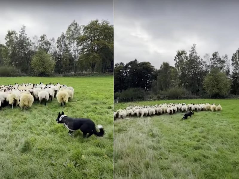 After this border collie went missing in July his owner, Anna MacKinnon, was sick with worry and didn’t find him until 8 days later when it was discovered his leg had sustained nerve damage and needed to be amputated. Despite this, this hardworking pup is still living his best life at the farm. His name? Boss (because he gets it done like a boss!)