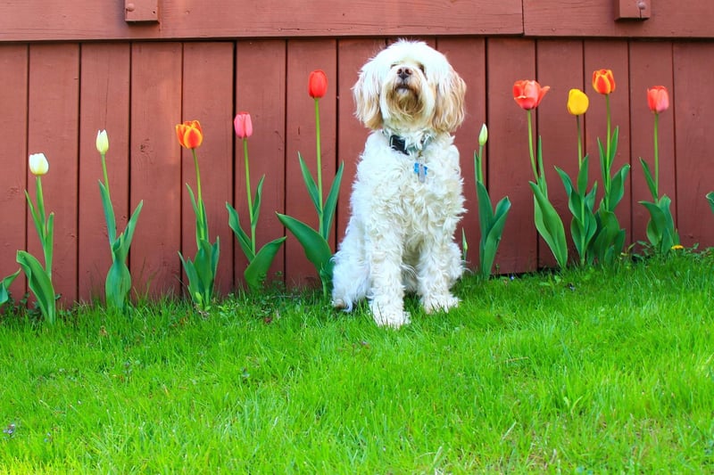 Although less common, some dogs can experience respiratory issues when suffering from allergies, these can include coughing, wheezing, sneezing and difficulty breathing. Dogs can experience an allergic response to dust, pollen, mould and other allergens in the air that cause irritation to the nasal passages.