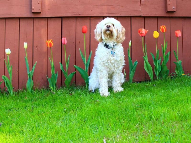 Although less common, some dogs can experience respiratory issues when suffering from allergies, these can include coughing, wheezing, sneezing and difficulty breathing. Dogs can experience an allergic response to dust, pollen, mould and other allergens in the air that cause irritation to the nasal passages.