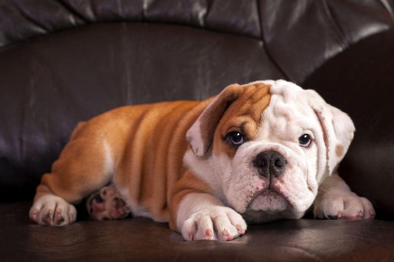 Another medium-sized pooch that doesn't need much space is the Bulldog. They are very good-natured, loving, low-maintenance and quiet.