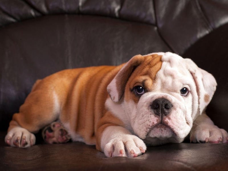 Another medium-sized pooch that doesn't need much space is the Bulldog. They are very good-natured, loving, low-maintenance and quiet.