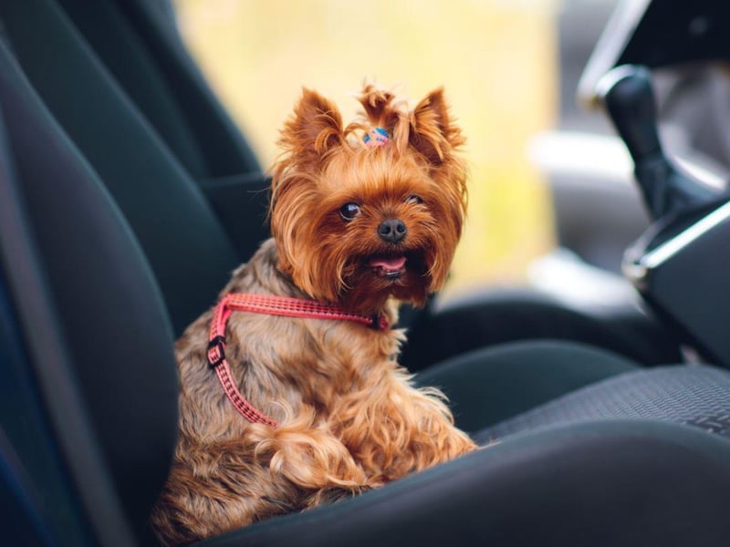 Completing our top 10 - with 9 expert votes - is the miniscule Yorkshire Terrier. This dog will certainly leave plenty of room for luggage for longer holidays.