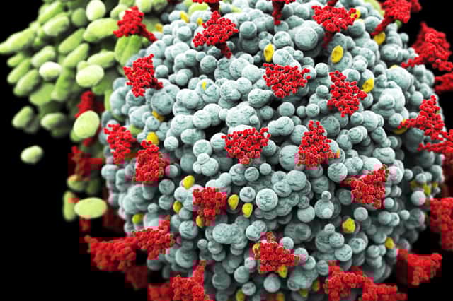 The Covid-19 variant was first identified in Manaus, Brazil. Picture: Shutterstock)
