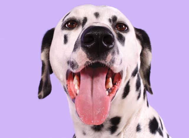 are dalmatians smart dogs