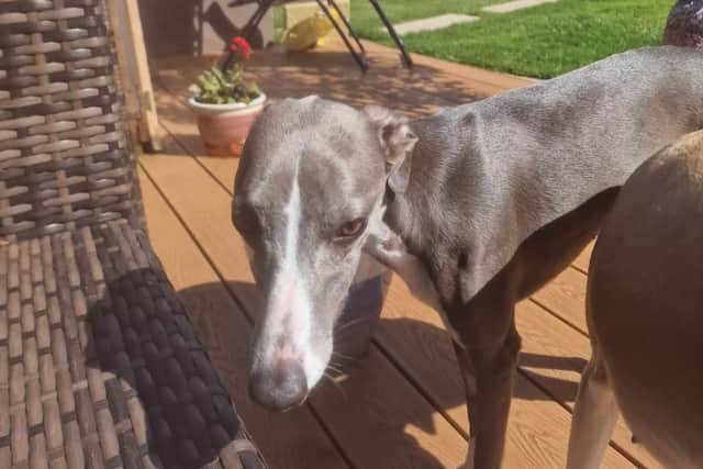 Luna is back to her old self after undergoing treatment for Addison’s Disease.