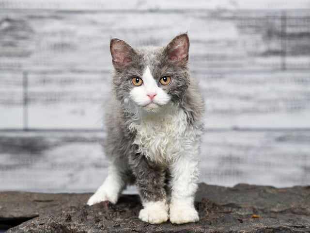 Patient and tolerant, the Selkirk Rex cat breed are not as attention seeking as other breeds. They do enjoy some playtime, but are quite content to stay chilled out.