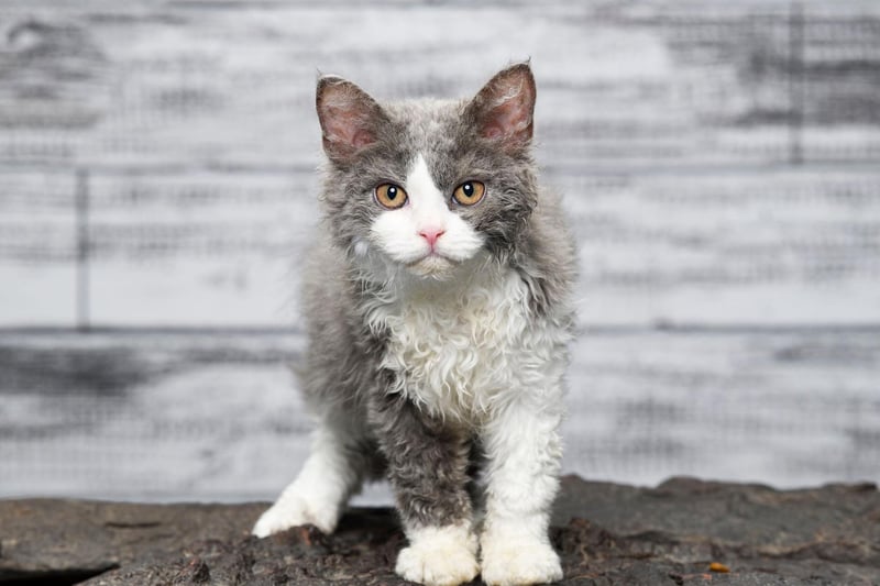 Patient and tolerant, the Selkirk Rex cat breed are not as attention seeking as other breeds. They do enjoy some playtime, but are quite content to stay chilled out.
