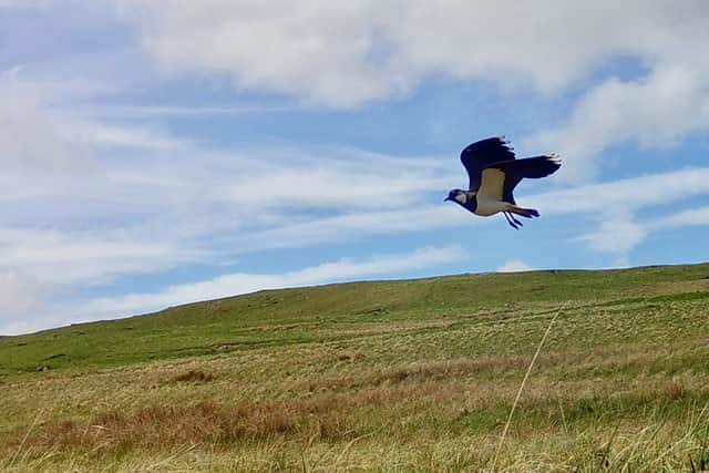 Lapwings are under threat in Scotland.