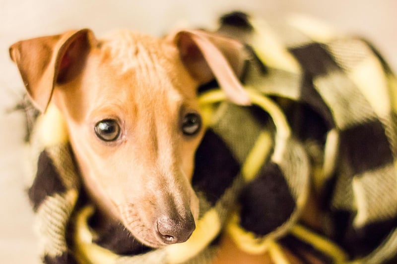 Smaller than the normal Greyhound, the Italian Greyhound positively thrives on not being groomed. Even a monthly bath risks irritating their skin, with most owners opting to just occasionally wiping them down with a damp cloth.