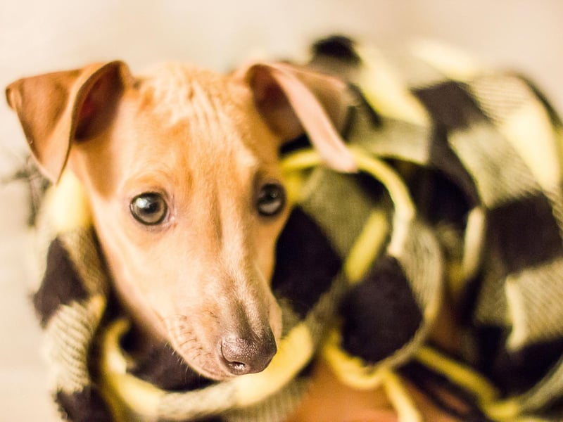 Smaller than the normal Greyhound, the Italian Greyhound positively thrives on not being groomed. Even a monthly bath risks irritating their skin, with most owners opting to just occasionally wiping them down with a damp cloth.