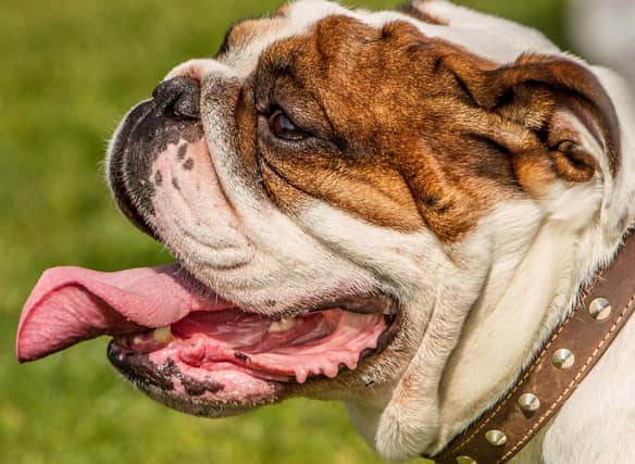 If you have one of these breeds of dog you need to take care to keep them cool.