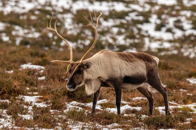 The Cairngorms are a mountain range located in the eastern Highlands of Scotland, they are also associated with the mountain Cairn Gorm. The word 'cairn' is derived from the Scottish Gaelic 'carn' which describes a pile of stones. Here you can find the Cairngorm Reindeer Herd which is Britain's only free-ranging Reindeer herd.