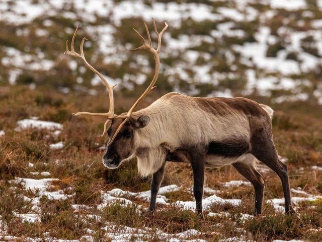The Cairngorms are a mountain range located in the eastern Highlands of Scotland, they are also associated with the mountain Cairn Gorm. The word 'cairn' is derived from the Scottish Gaelic 'carn' which describes a pile of stones. Here you can find the Cairngorm Reindeer Herd which is Britain's only free-ranging Reindeer herd.
