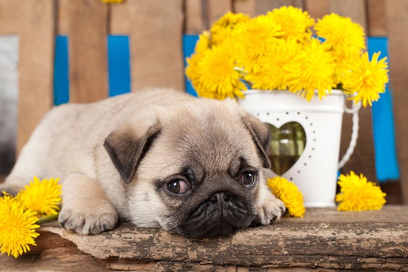 Originally from China, the Pug has proved to be a popular canine import - with 6,122 registrations in 2021.
