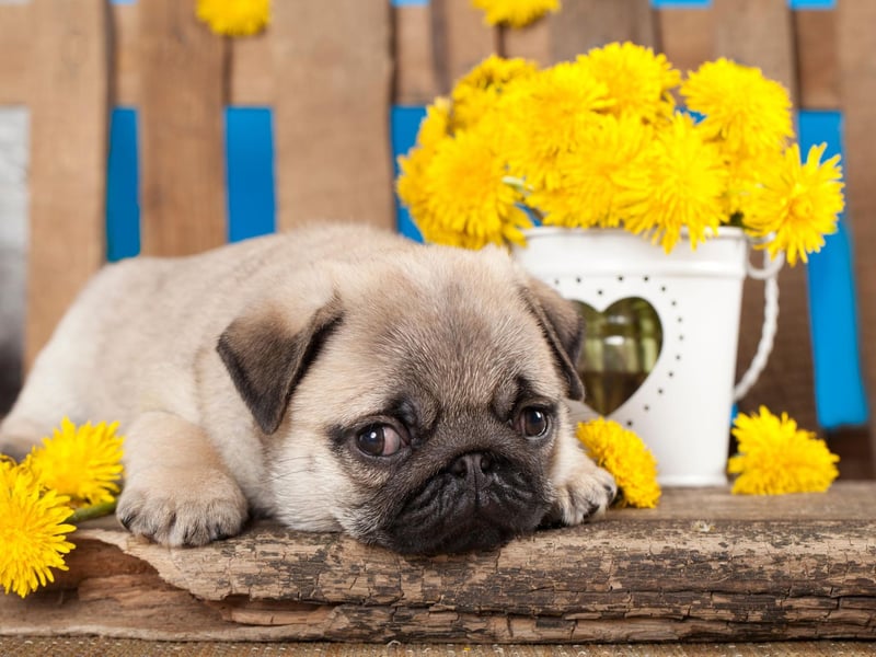 Originally from China, the Pug has proved to be a popular canine import - with 6,122 registrations in 2021.