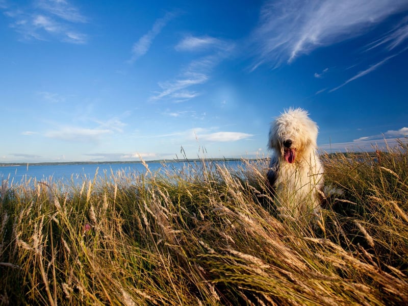 The instantly-recognisable shaggy Old English Sheepdog has actually gone by a few other names during its history - including the Shepherd's Dog and the Bob-Tailed Sheep-Dog. There were 227 new registrations in 2020.