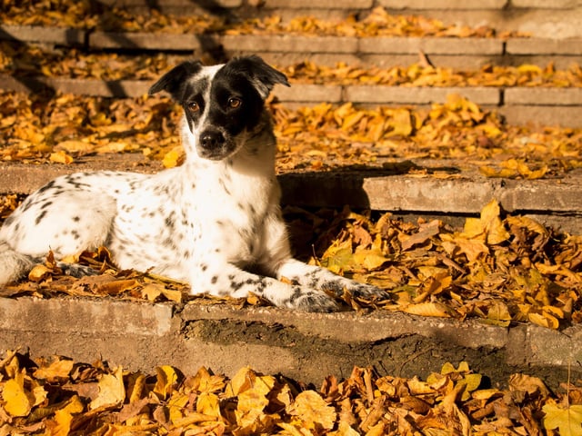As the dark nights draw in, check and up-date your pet’s microchip details in case they get lost on walks or get spooked during the fireworks or at Halloween. Up-to-date details will help to ensure your pet gets back to you as quickly as possible when found. If you are walking your dog early in the morning or late at night be sure to wear reflective clothing. You could also use a reflective collar and coat for your dog, just in case they get lost.
