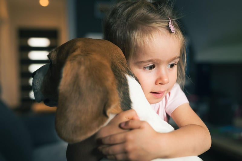 A more compact size family hound, Beagles tend to get on very well with children and love to play.