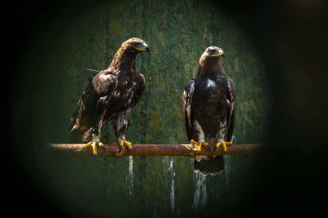 Two of the newly arrived chicks pose ahead of their release as part of the pioneering South of Scotland Golden Eagles Project, which aims to restore a viable population of Scotland's national bird species in the southern region of the country. Photograph: Phil Wilkinson