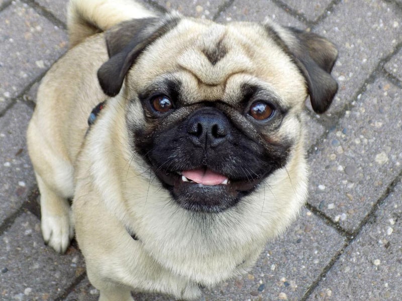 Pugs, along with other short-snouted dog breeds like Bulldogs and Boston Terriers, regularly develop dental issues due to their tiny mouths being overcrowded with teeth. This means it's easy for plaque to build up causing gingivitis, gum disease and tooth loss. Just like with humans, the key is to keep their teeth clean.