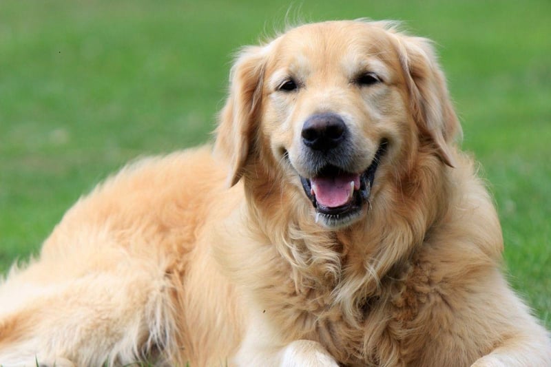 Anybody who has ever owned a Golden Retriever will be aware at how good this breed is at finding food - sometimes even in sealed containers. This talent has an important use - if your child is allergic to peanuts, a Golden Retriever can alert you as soon as one is close.