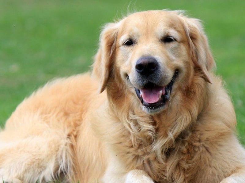 Anybody who has ever owned a Golden Retriever will be aware at how good this breed is at finding food - sometimes even in sealed containers. This talent has an important use - if your child is allergic to peanuts, a Golden Retriever can alert you as soon as one is close.