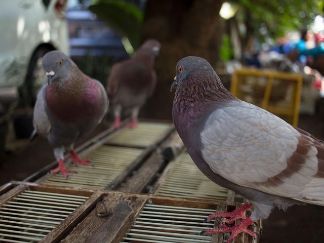 Famous for finding their way back home, 0.9 per cent of UK homes have pet pigeons.