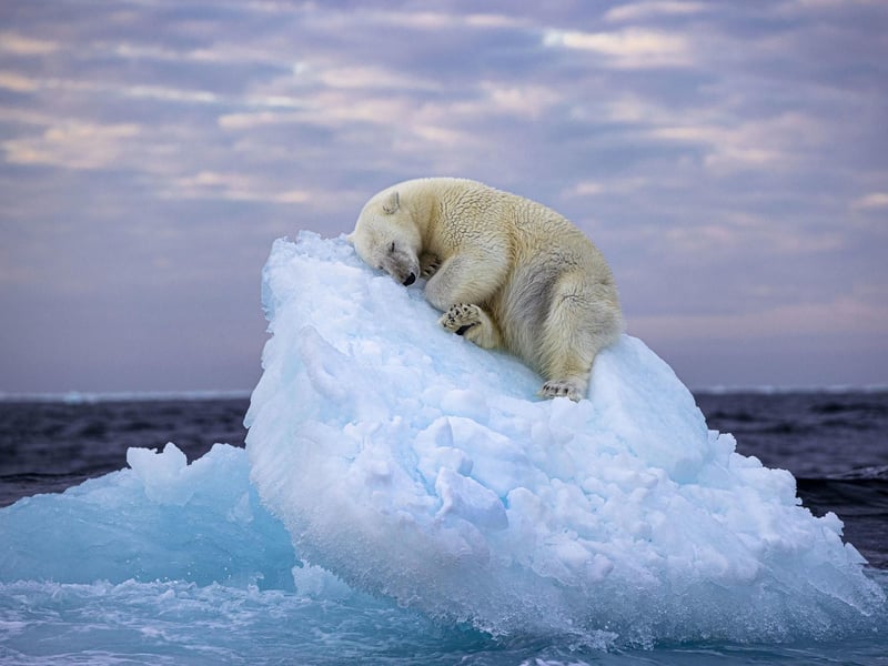 Ice Bed by Nima Sarikhani, UK, of a polar bear in Norway's Svalbard archipelago, which has been shortlisted for the Wildlife Photographer of the Year People's Choice Award.