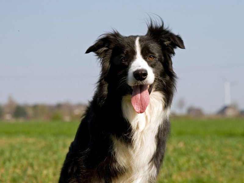The Border Collie is the world's most intelligent dog breed, but they have been bred to herd and protect livestock - using their teeth if necessary. They may well give a nip while playing or exercising with their owner, but a stern word will let them know it's not acceptable. In every other way they are a loving and gentle family dog.