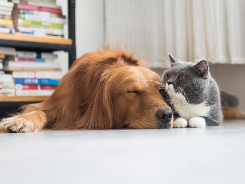 In short this word means “to snuggle”, if a Scot was to look at the picture above they might say “och that’s sweet the cat and dug are having a wee coorie”.