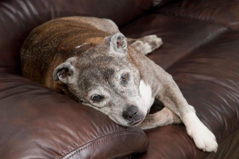 A Staffy was traditionally the military mascot of the Staffordshire Regiment, which ceased to exist in 2007. In 1884 1st South Staffords were posted in Egypt with a Staffordshire Bull Terrier called Boxer. The dog lept from a moving train and was thought to be dead, but turned up at the regiment's new camp several days later, having walking for over 200 miles along the railway track.